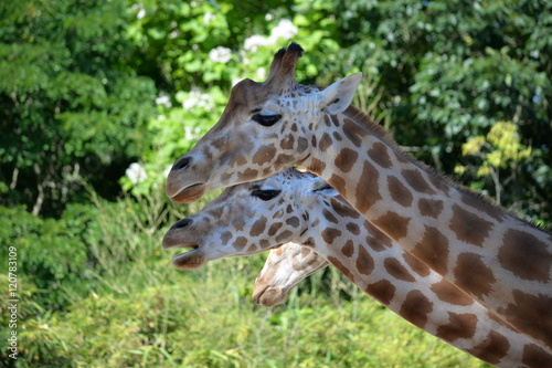 Girafes © Christelle.delforge