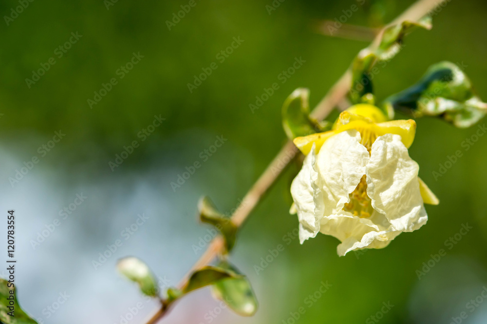 pomegranate flower