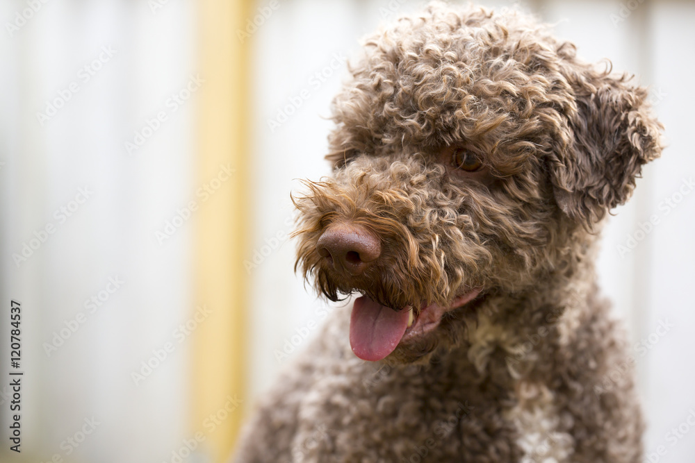 A brown dog outdoors. The dog breed is lagotto romagnolo also