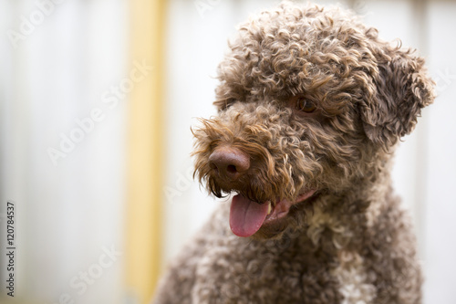 A brown dog outdoors. The dog breed is lagotto romagnolo also known as the truffle dog. photo