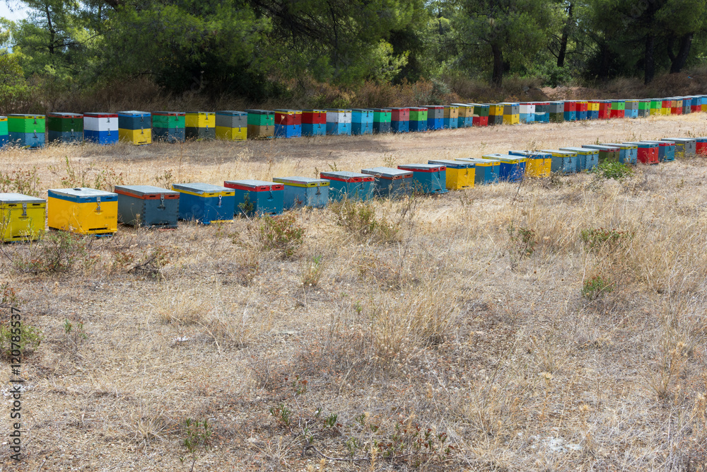 Row of Colorful Bee Hives with Trees in the Background. Bee Hive