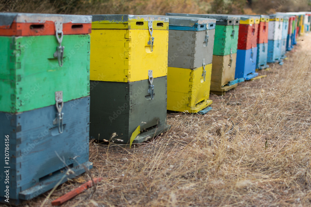 Row of Colorful Bee Hives With Trees in the Background. Bee Hives Next to a Pine Forest in Summer. Wooden Honey Beehives in the Meadow. Selective Focus. Row of Colorful Bee Hives With Trees in the Background. Bee Hives Next to a Pine Forest in Summer. Wooden Honey Beehives in the Meadow. Selective Focus.