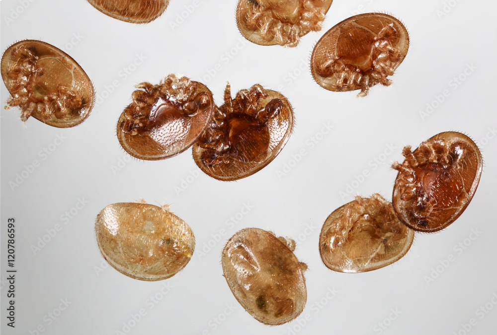 Varroa destructor bee parasite - microscope photo Varroa destructor bee parasite - microscope photo