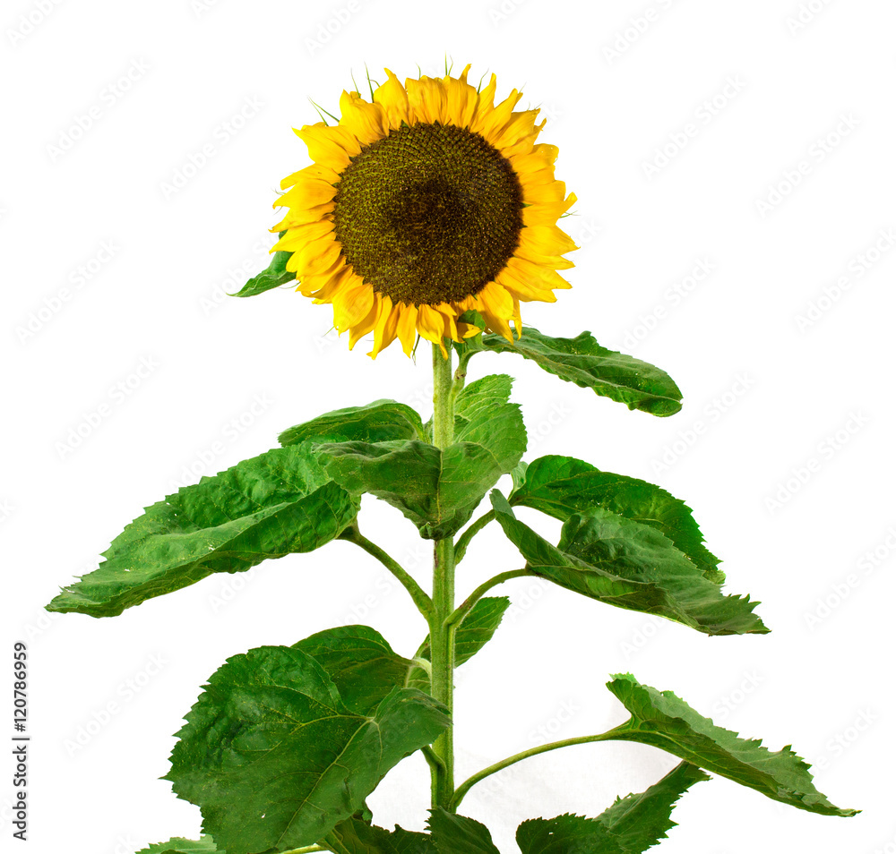 Obraz premium flower sunflower isolated on a white background