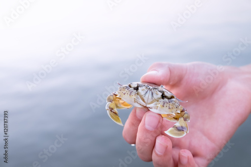 Hand holding small yellow-white crab with black eyes on sunset, Koh Chang, Thailand