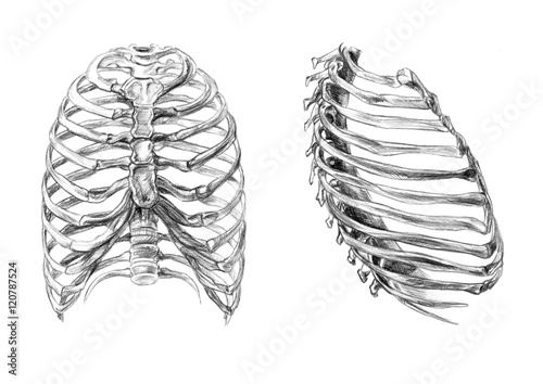 Hand drawn medical illustration drawing with imitation of lithography: Thorax bones (2 angles)