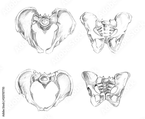 Hand drawn medical illustration drawing with imitation of lithography: Pelvis 2 angels (male at the top and female at the bottom of drawing)