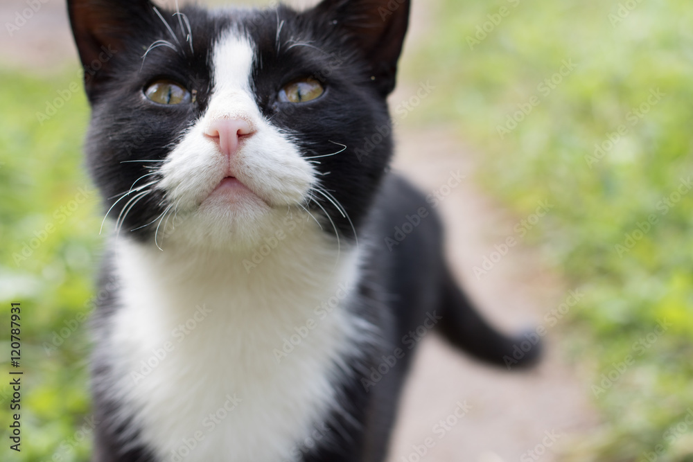 Black cat with white breast looks up with eyes that ask Black cat with white breast looks up with eyes that ask