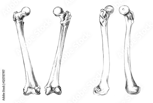 Hand drawn medical illustration drawing with imitation of lithography: Bones of legs (femur) photo