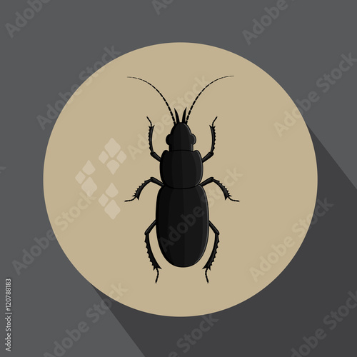Black Totengraber Insect