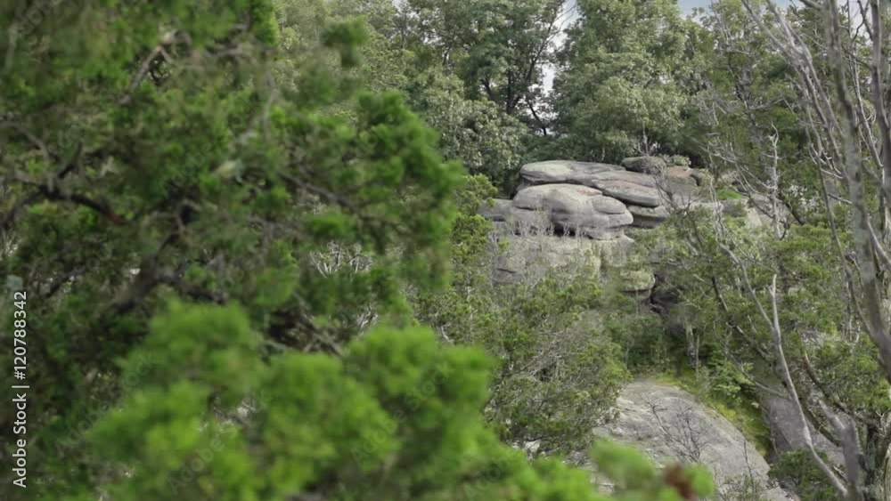 View of a large boulder among trees with forest de-focused in the foreground. View of a large boulder among trees with forest de-focused in the foreground.