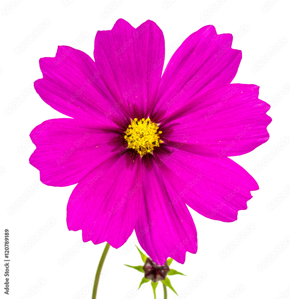 Pink Cosmea Flower - isolated on white.