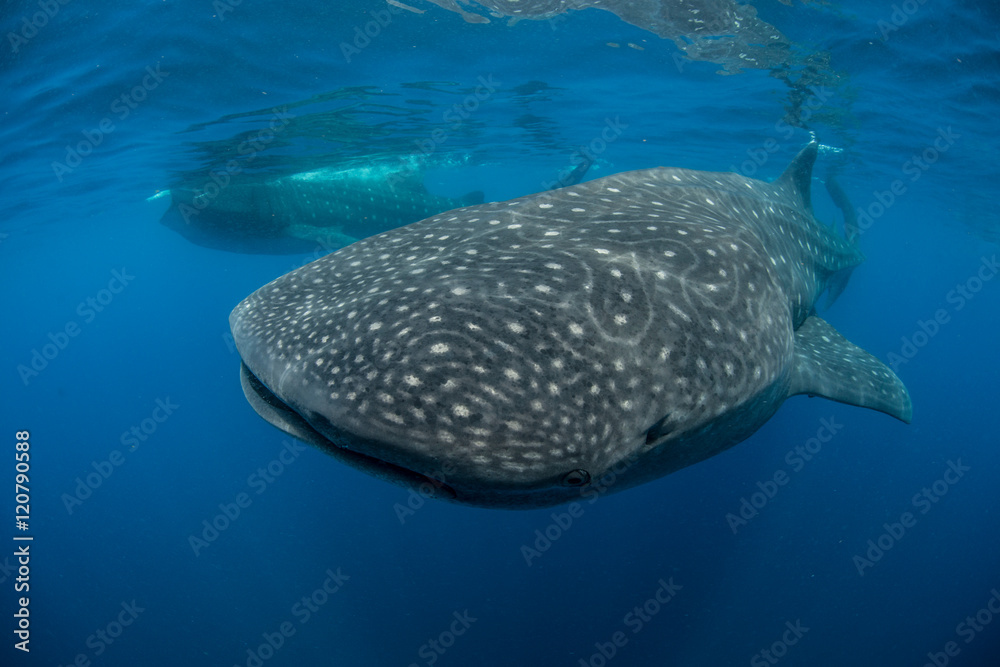 Large whale sharks (Rhincodon typus) feeding on fish eggs at sea surface,  Isla Mujeres, Mexico Stock Photo