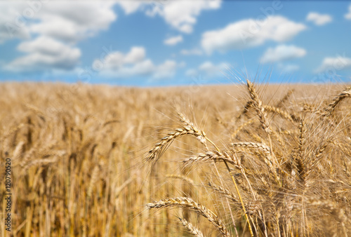 Golden wheat field, harvest and farming