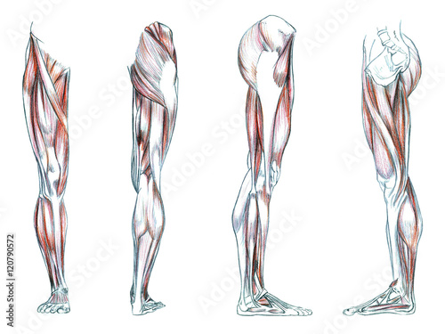 Hand drawn medical illustration drawing with imitation of lithography: Muscles of leg photo