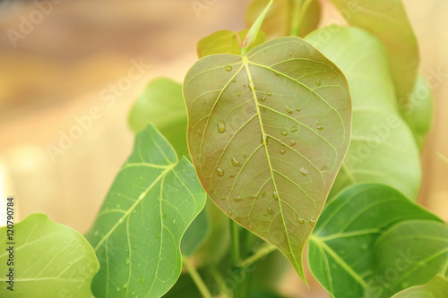 Young pipal leaves. Green leaf Spring scene natural background.