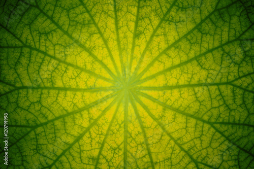 Patterned on a lotus leaf with dew for background photo