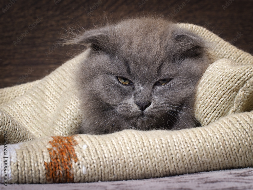 Sleepy, annoyed, awake cat gets out of the plaid. Cat woke up, do not give  sleep Photos | Adobe Stock