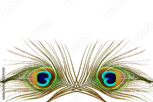 Beautiful peacock feathers as background with text copy space