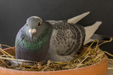 speed racing pigeon bird in breeding dish home loft