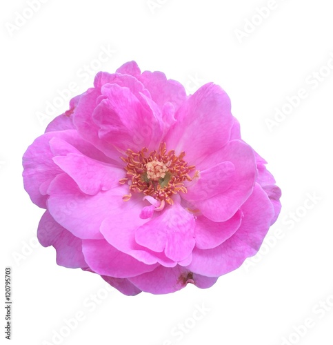 Pink rose isolated on white background
