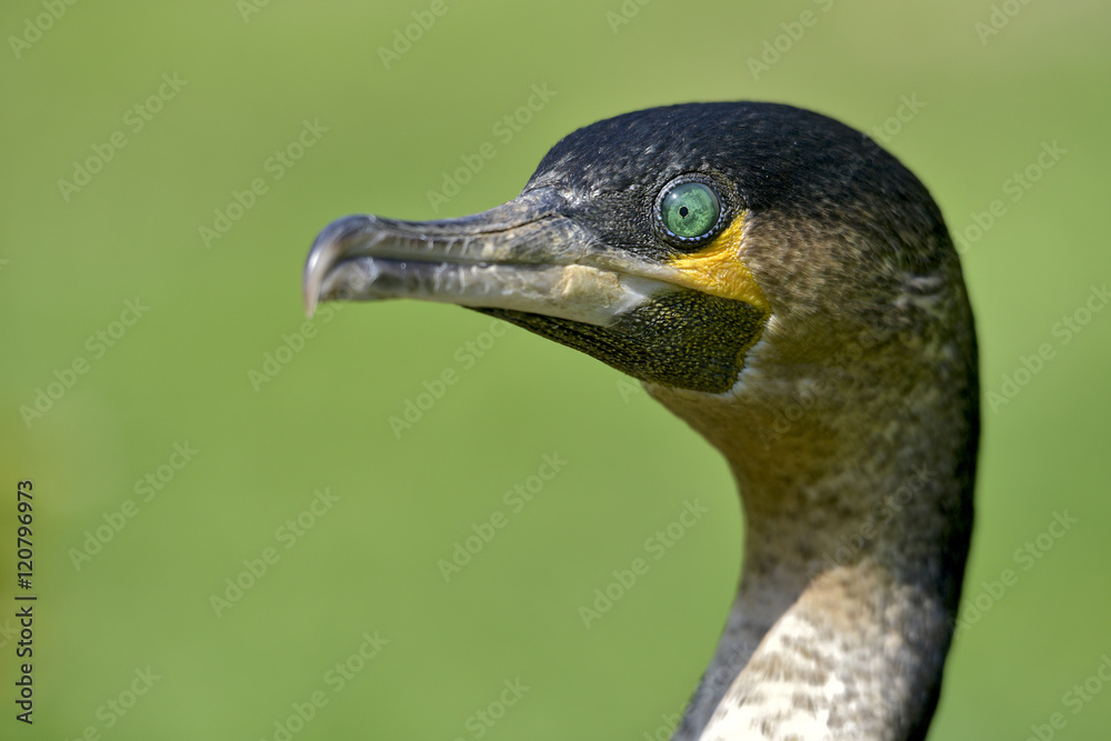 Fototapeta premium Profile portrait of White-breasted Cormorant (Phalacrocorax lucidus) with the green eyes