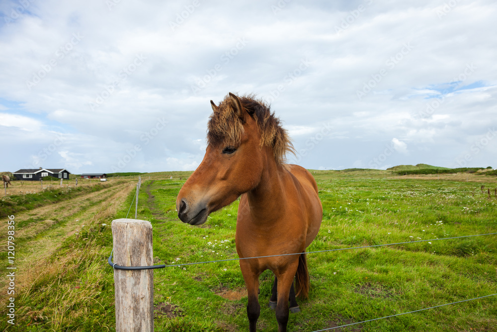 Free horse in the gree meadow Free horse in the gree meadow