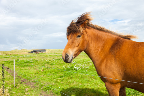 Free horse in the gree meadow