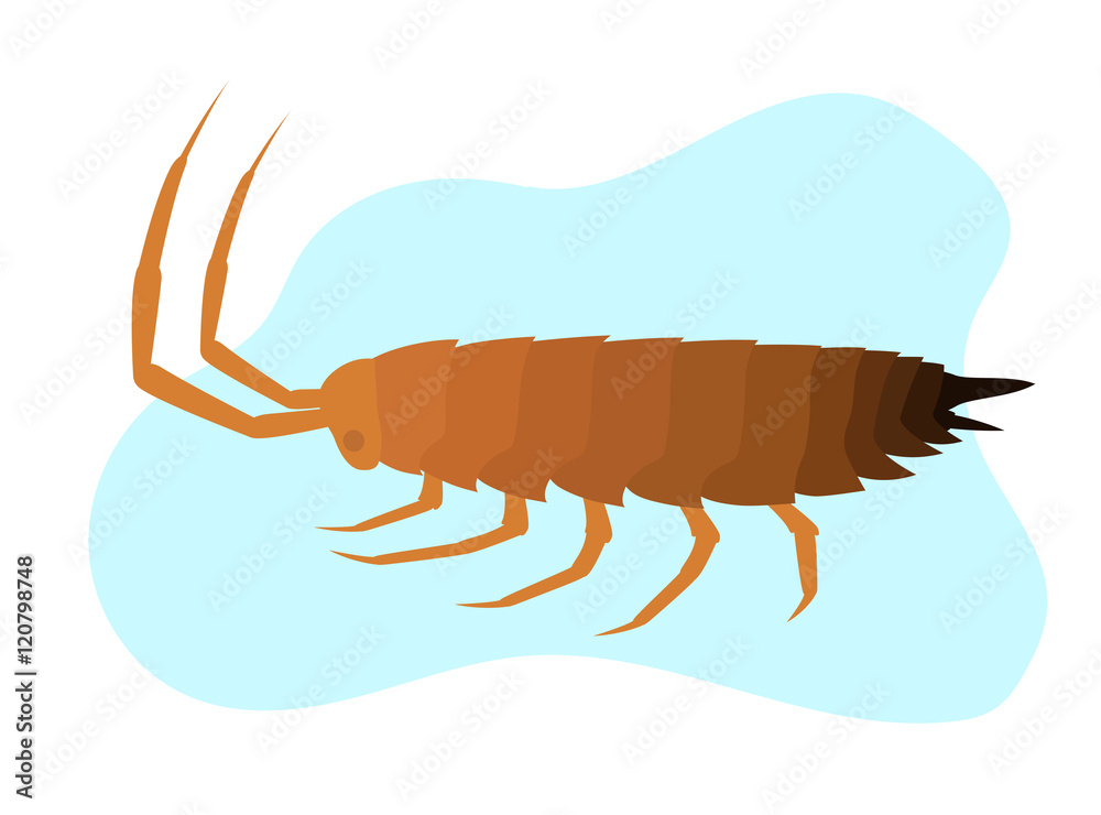 Naklejka premium Woodlouse Insect Vector