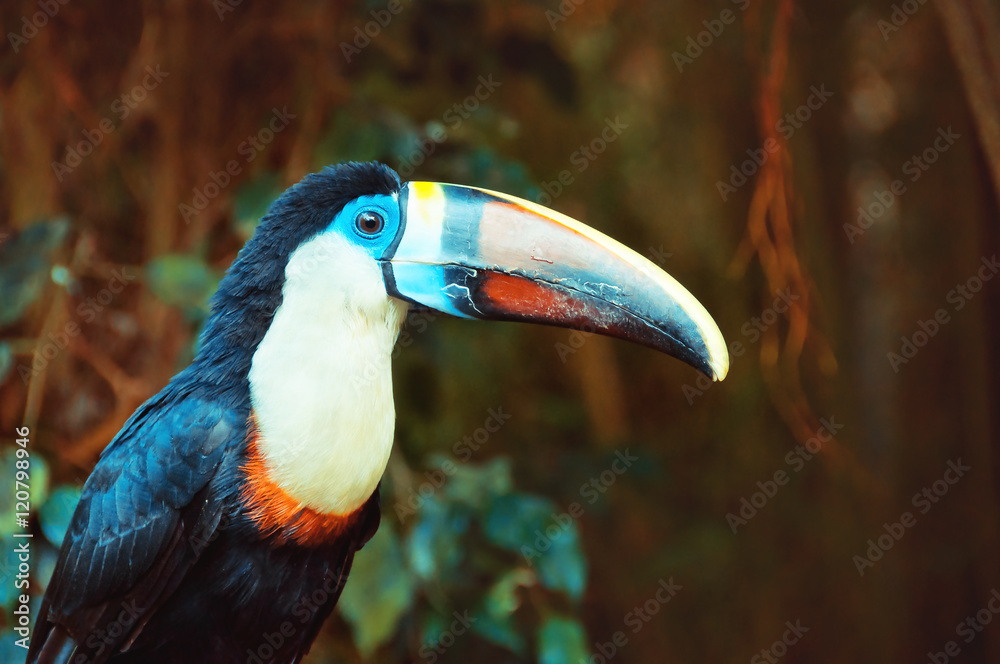 Naklejka premium Single White-throated Toucan (Ramphastos tucanus), closeup
