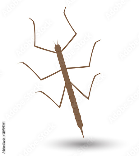 Stick Insect Vector