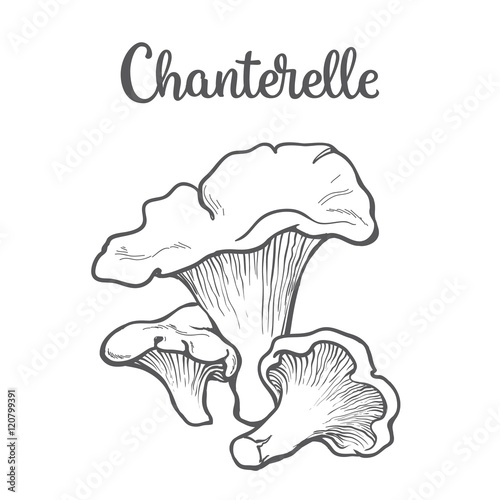Set of chanterelle edible mushrooms sketch style vector illustration isolated on white background. Collection of edible mushrooms chanterelle