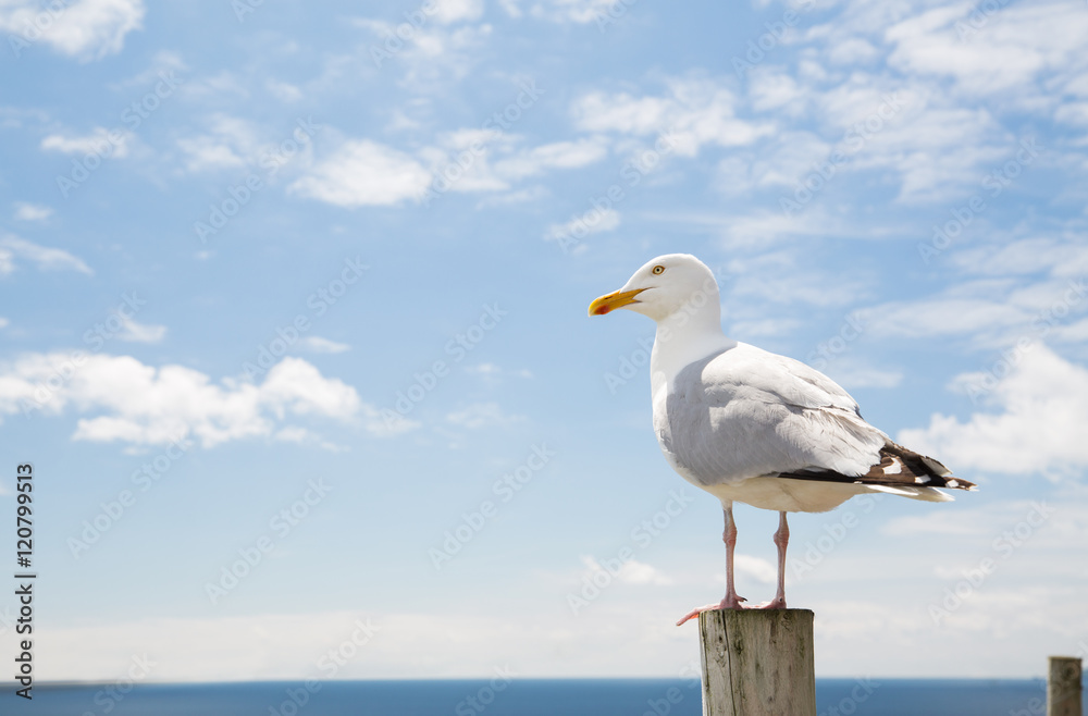 Naklejka premium seagull nad morze i błękitne niebo