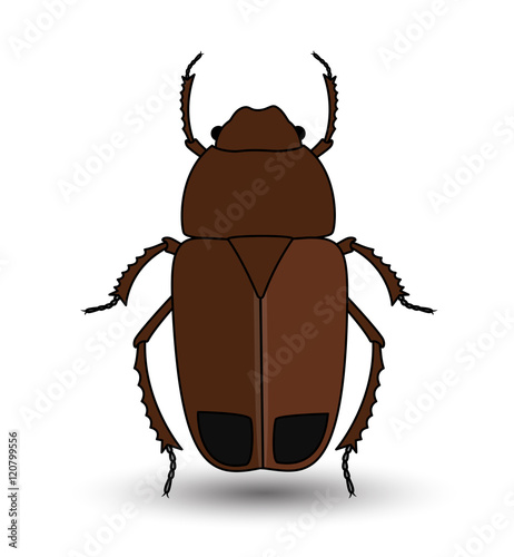 Beetle Insect Vector