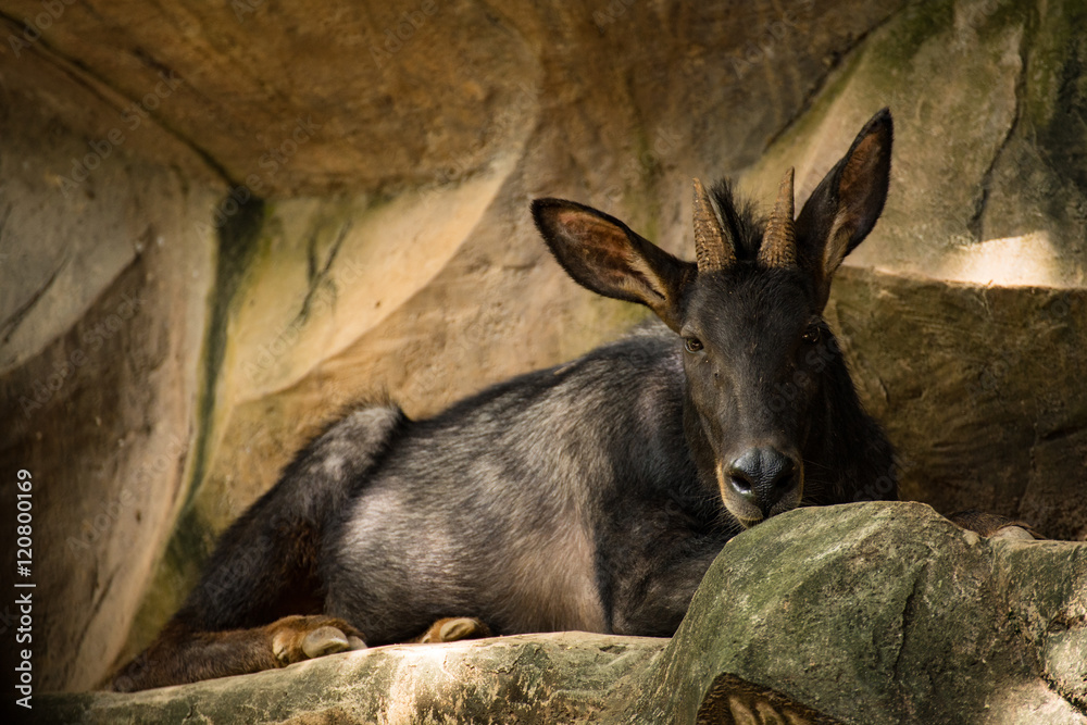 Serow, Capricornis sumatraensis, is resting on a rock Serow, Capricornis sumatraensis, is resting on a rock