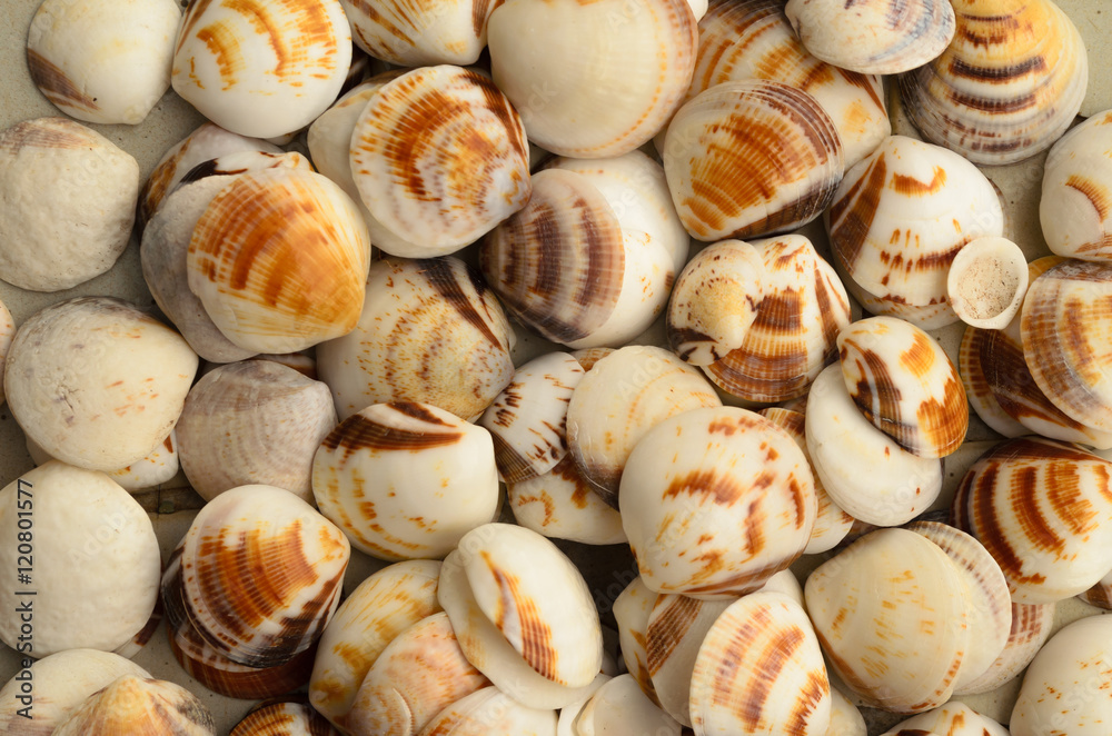 close up de conchas de vários tipos e tamanhos como encontrados na praia