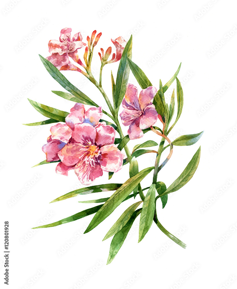 watercolor painting of leaves and flower, on white background