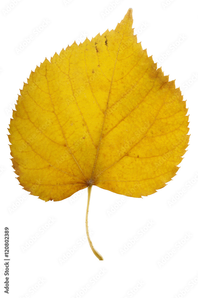 Autumn withered leaf from birch in yellow Autumn withered leaf from birch in yellow