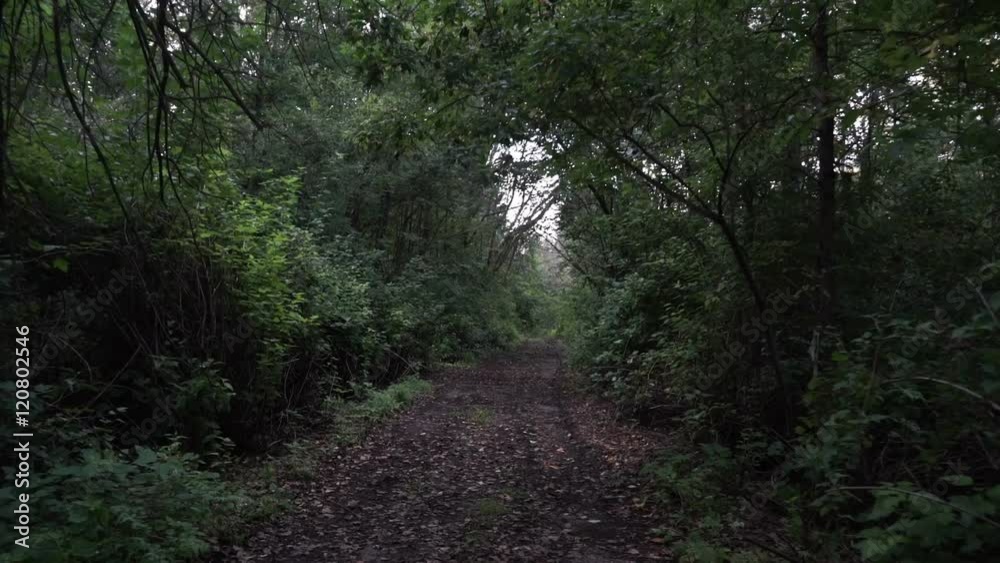 Scary forest at night, first-person view. Man goes on an eerie place in the forest Scary forest at night, first-person view. Man goes on an eerie place in the forest