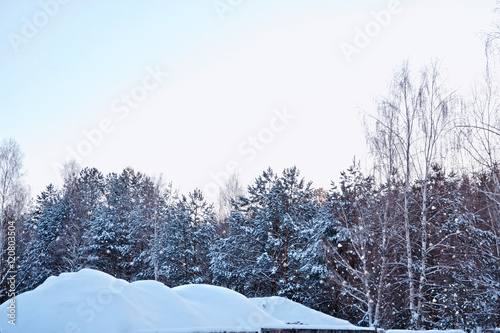  forest in the frost. Winter landscape. Snow covered trees.