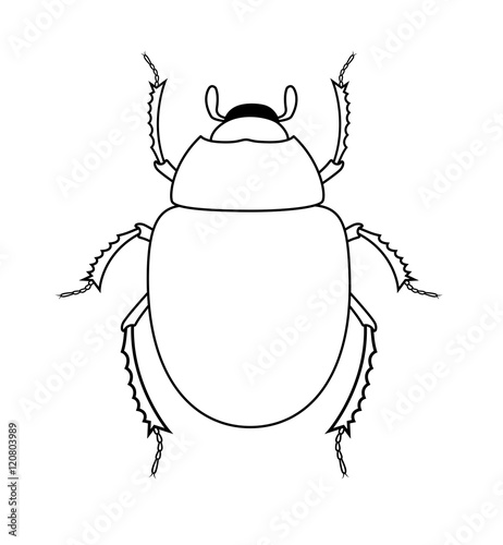 Drawing Art of Scarab Beetle Insect