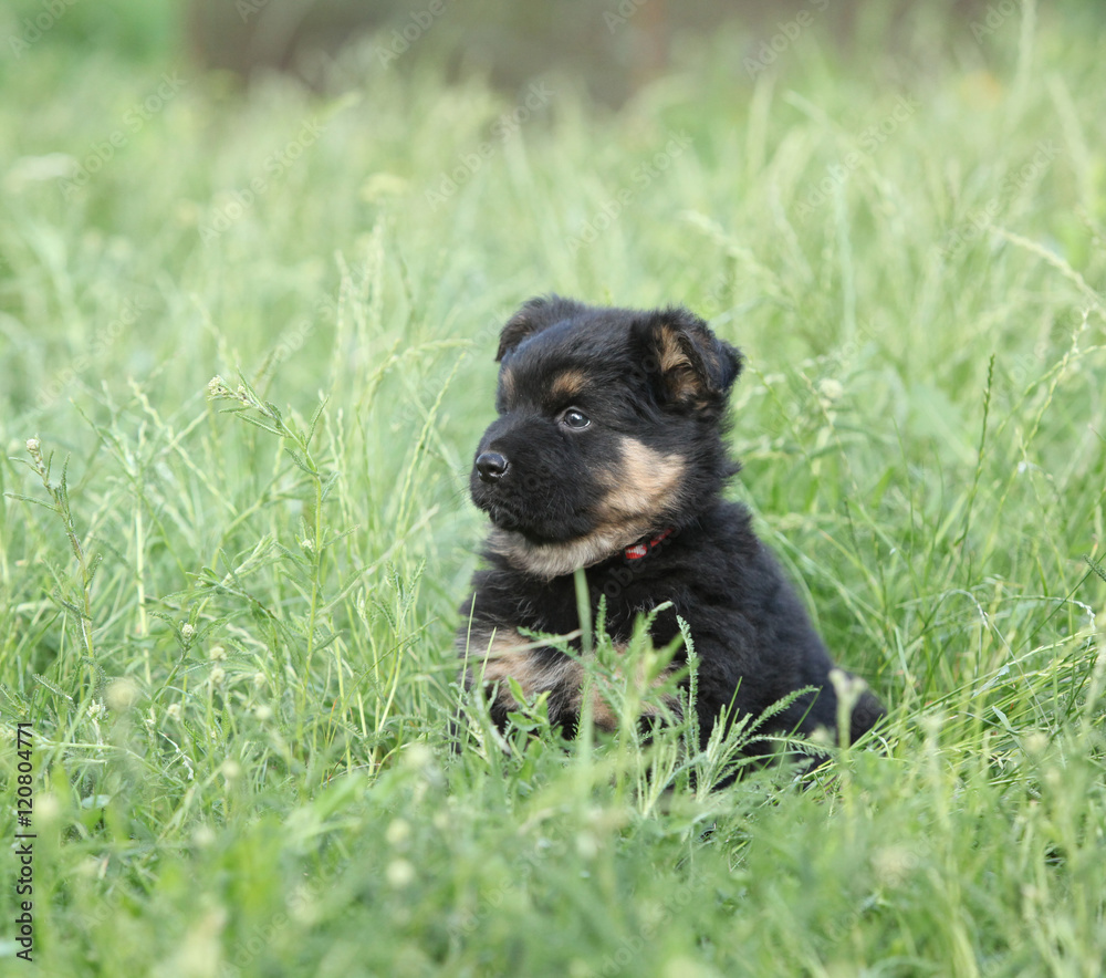 Beautiful puppy of bohemian shepherd