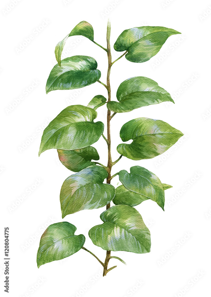 Fototapeta premium watercolor painting of leaves on white background