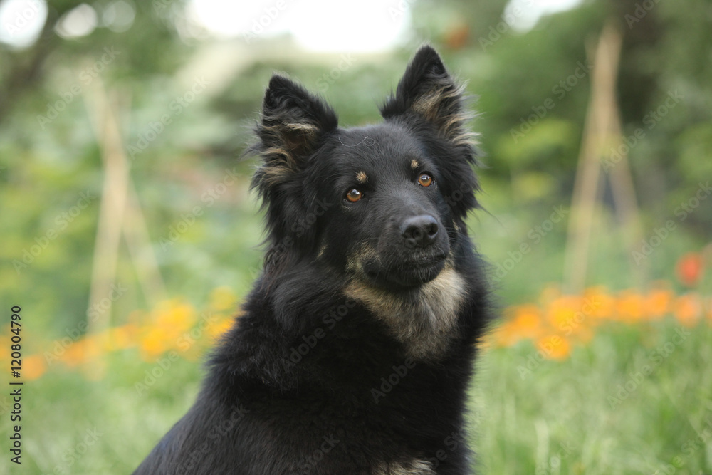 Amazing Bohemian Shepherd in the garden