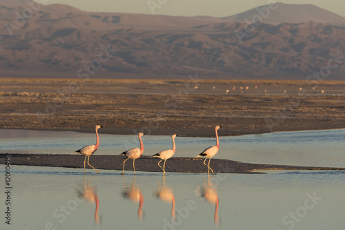 Flamingos at Sunset in Atacama Salar, Chile / Four flamingos in a row walking in a salt lake at Sunset in Atacama Salar, Chile 
