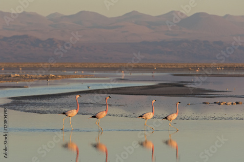 Flamingos at Sunset in Atacama Salar, Chile / Four flamingos in a row walking in a salt lake at Sunset in Atacama Salar, Chile 
