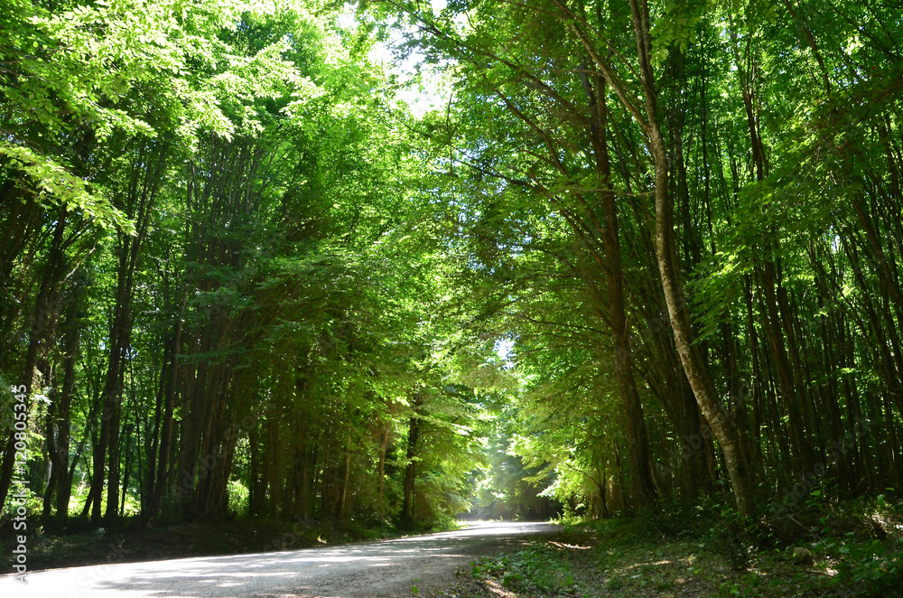 Fototapeta premium Longos (Flooded) Forest of Igneada Turkey