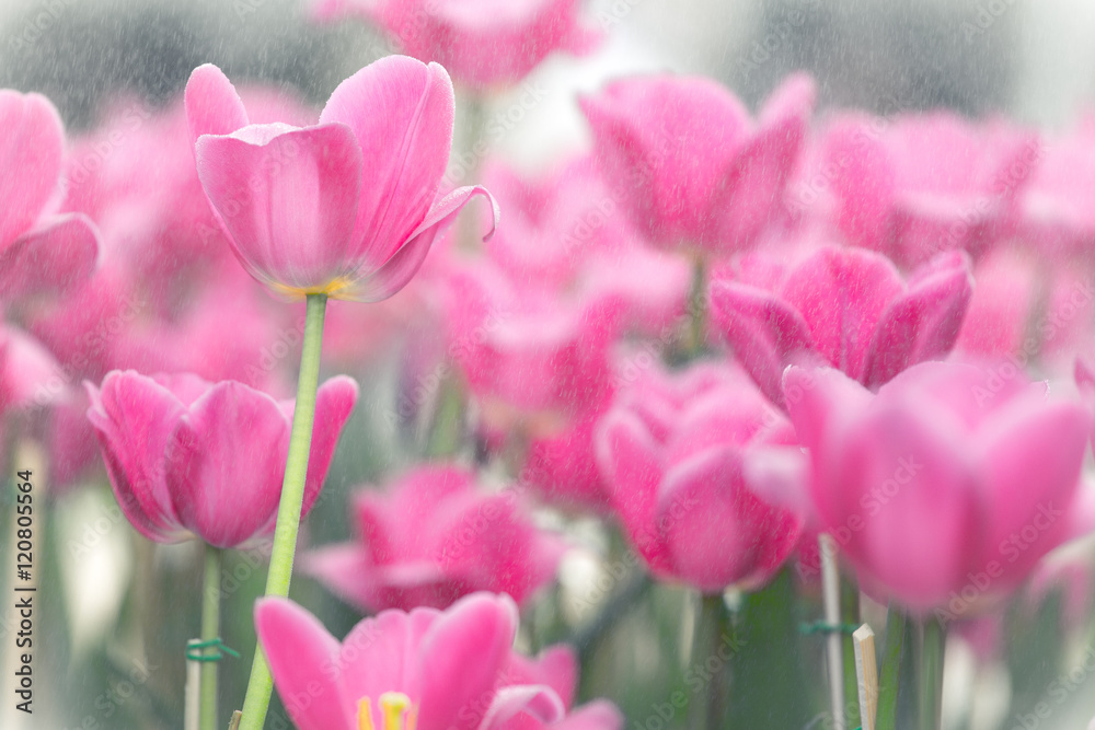 blooming pink tulips blooming pink tulips