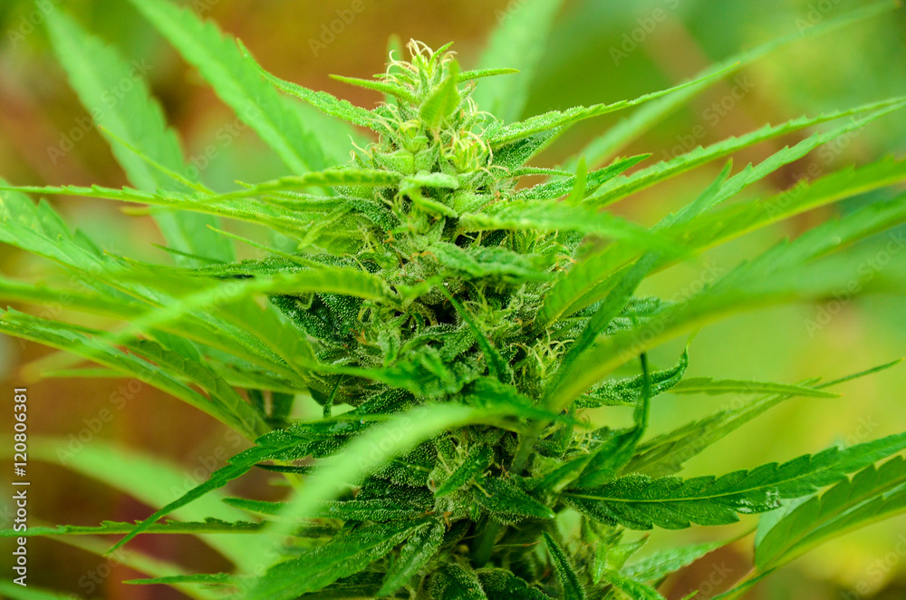 Fototapeta premium Marijuana Top Bud, outdoor Plant