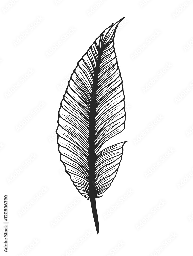 Hand drawn feather. Isolated on white illustration. Vector. Easy to color. Hand drawn feather. Isolated on white illustration. Vector. Easy to color.